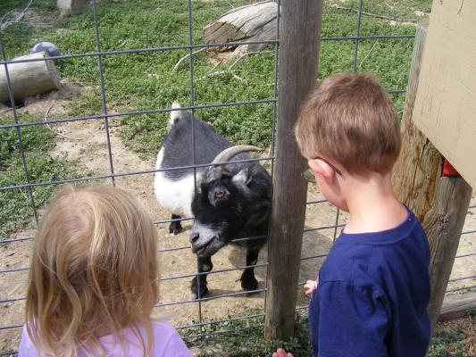 Sarah and Noah feed the goats at the zoo.