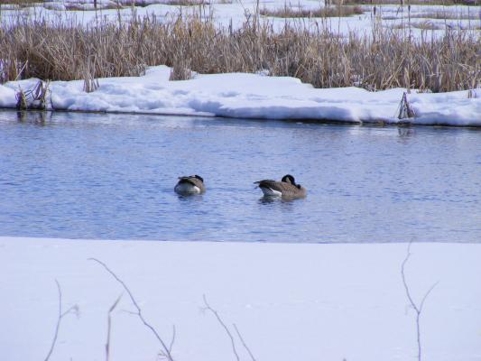 geese  at  a lake outside Bozeman