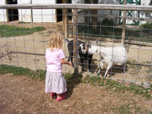 Sarah feeds some goats at the zoo.