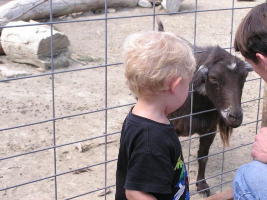 Noah looks at one of the bigger goats.