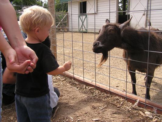 Noah feeds a goat at Zoo Montana.
Andrea wants some more food too.