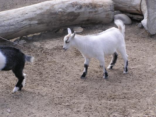 Baby goats at Zoo Montana.