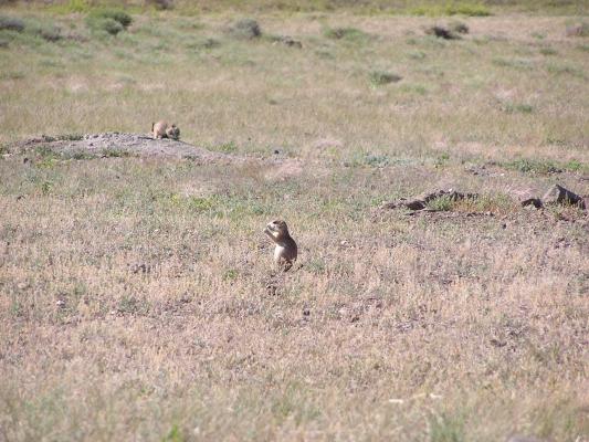 We stopped at Greycliff Prairie Dog Town State Park.