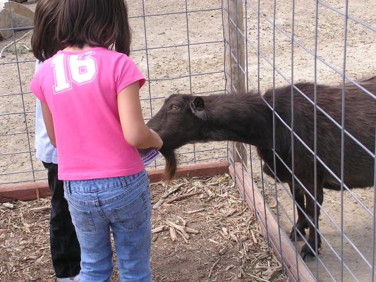 Andrea and Malia feed a goat.