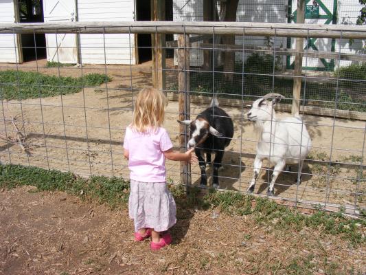 Sarah feeds some goats at Zoo Montana.
