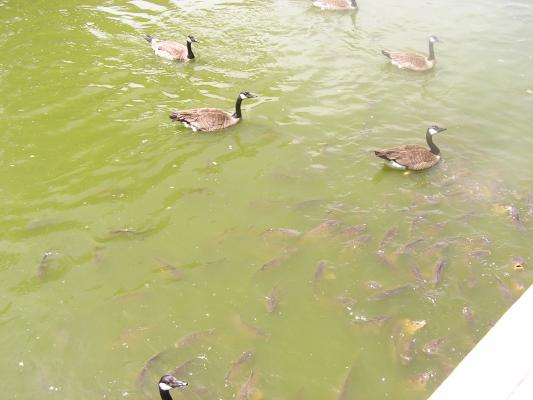 Canadian geese and carp