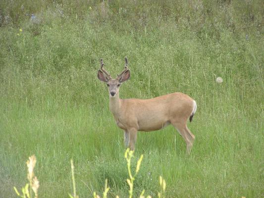 deer buck