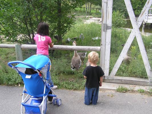 Malia and Noah watch the geese and ducks.