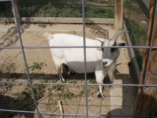 A goat at the zoo.