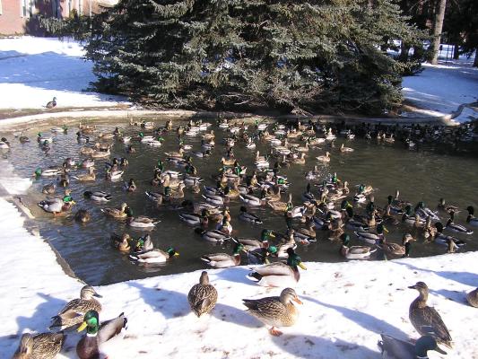 There are a lot of ducks at the duck pond.