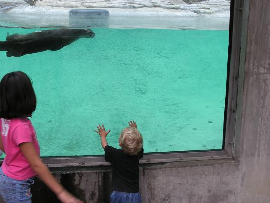 Noah watches the otter swim.
