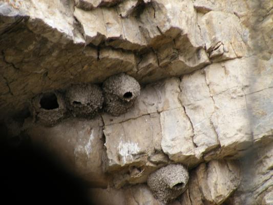 swallow nests.