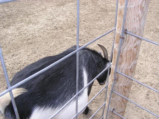 A goat at Zoo Montana.