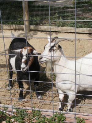 Goats at the zoo.