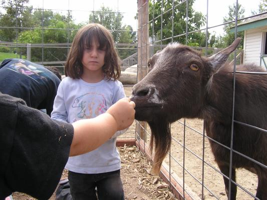 Noah feeds a goat at Zoo Montana.