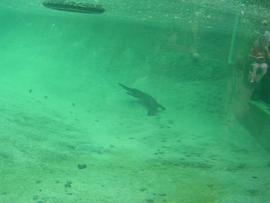 An otter swimming at Zoo Montana.
