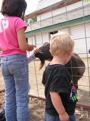 The kids play with the goats at the zoo.