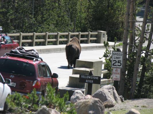 Buffalo on bridge of Yellowstone River