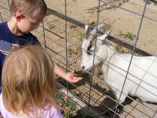 Noah holds out some food for the white goat.