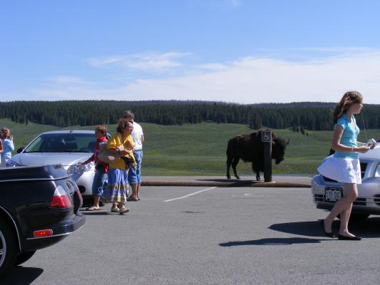 Parents getting kids out of the car to take pictures of the buffalo.