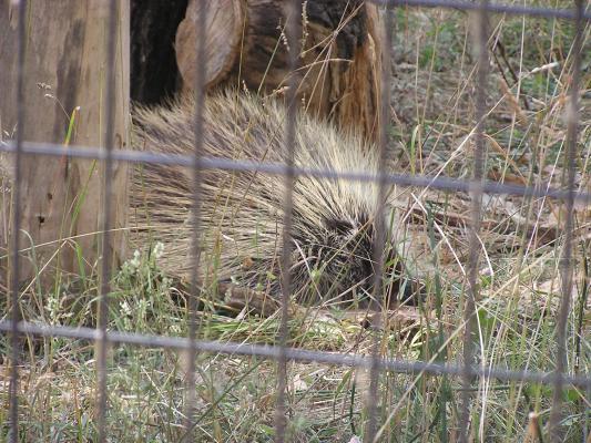 A porcupine at Zoo Montana.