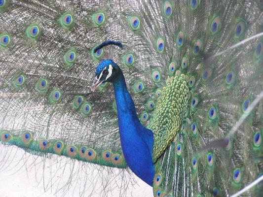 the peacock shows off