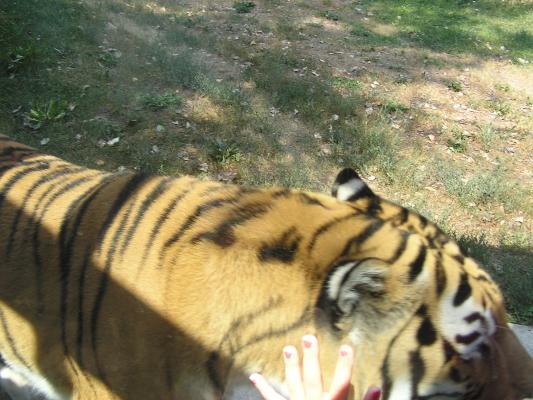 The tiger came right up to the glass.