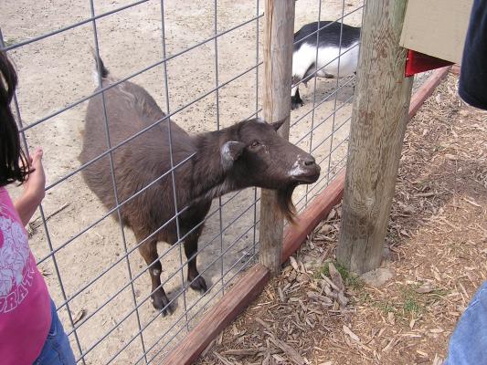 Goats at Zoo Montana.