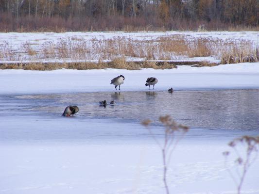 geese at lakes outside Bozeman