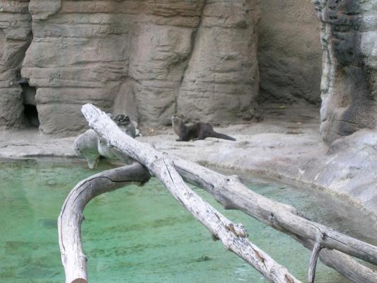 An otter at Zoo Montana.