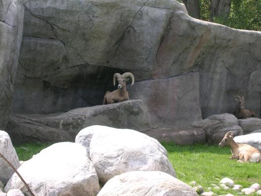 Mountain sheep at Zoo Montana.